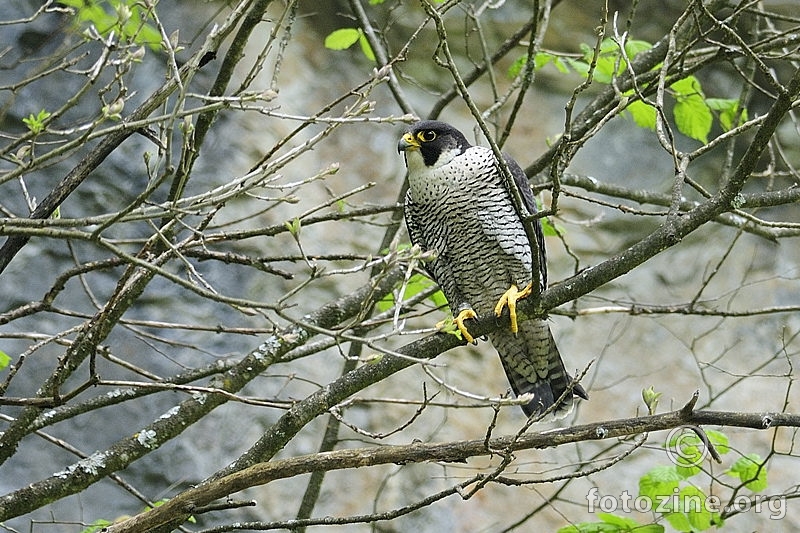 Sivi sokol (Falco peregrinus)