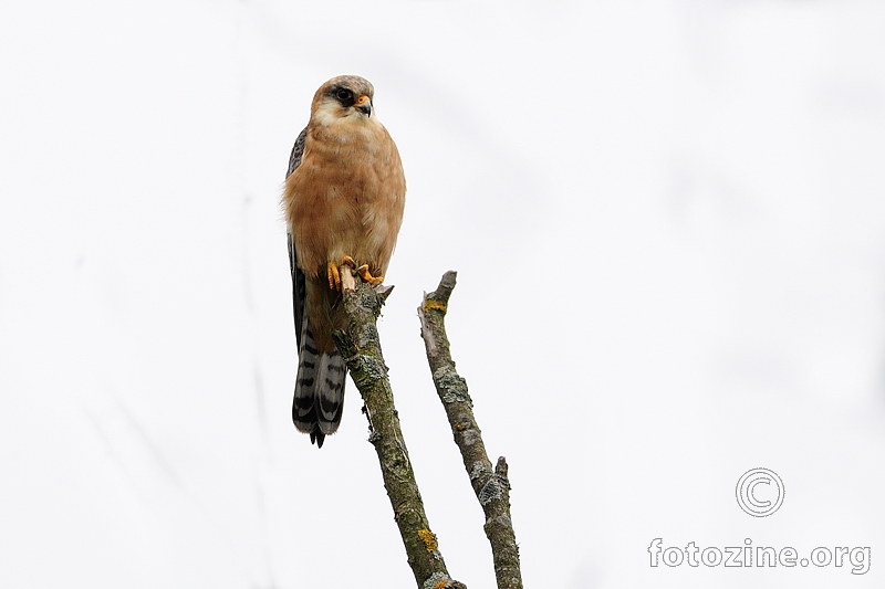 Crvenonoga vjetruša (Falco vespertinus)