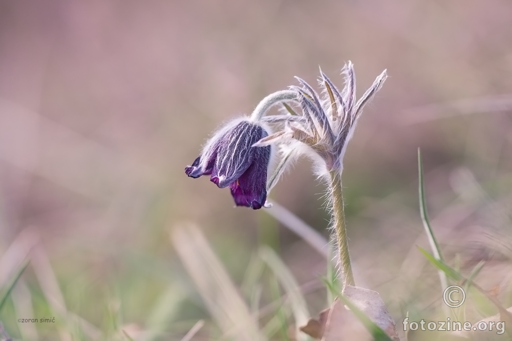 crnkasta sasa (Pulsatilla pratensis subsp. nigricans)