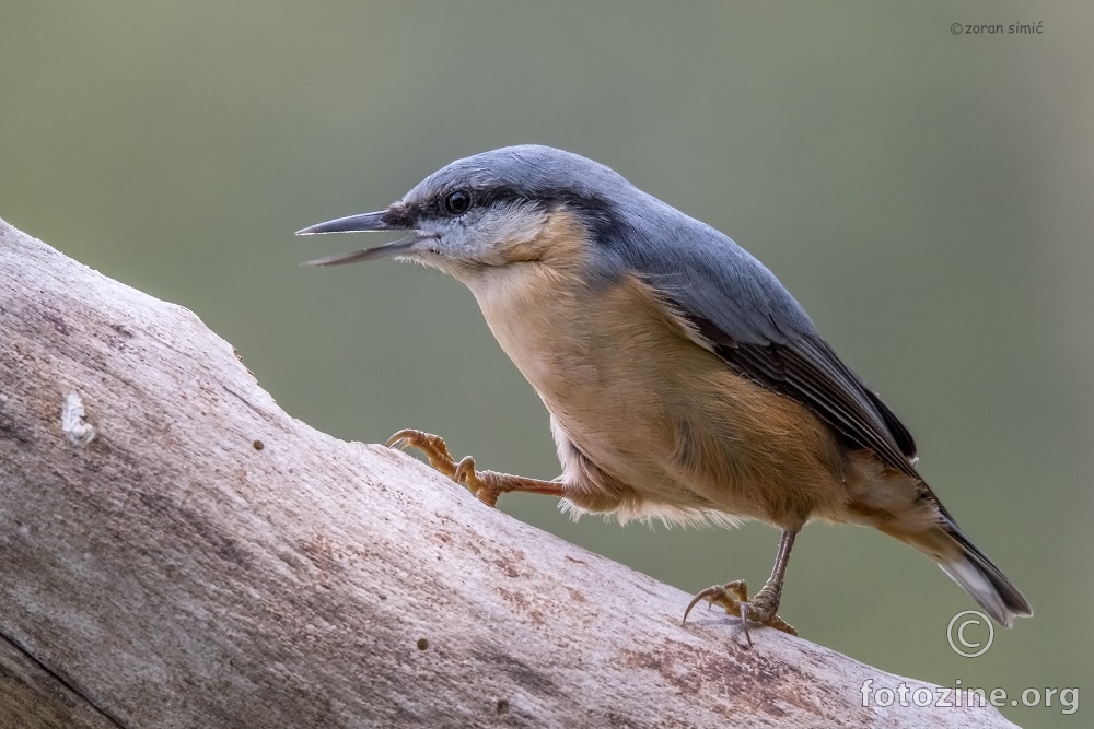 brgljez (Sitta europaea)