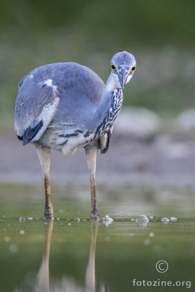 siva čaplja (Ardea cinerea)