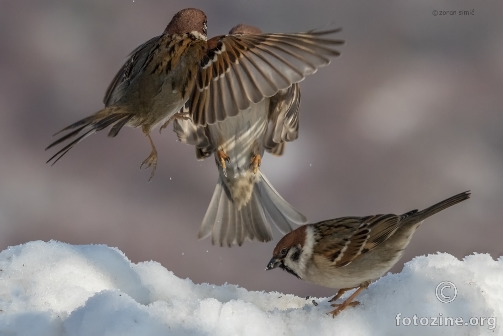 poljski vrabac (Passer montanus)