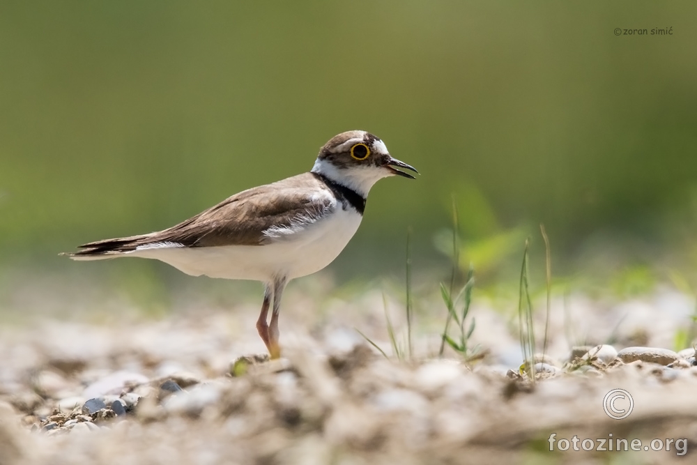 kulik sljepčić (Charadrius dubius)