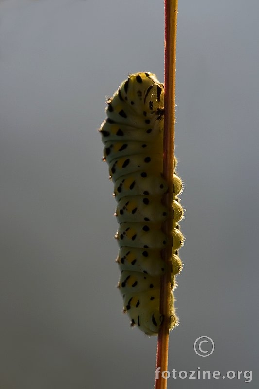 caterpillar