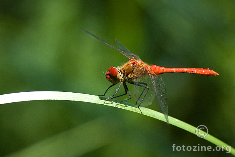 Red dragonfly