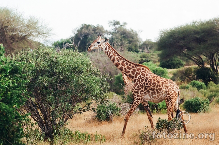 Prava žirafa u koloru
