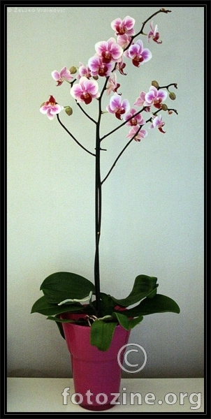 Orhideja :)