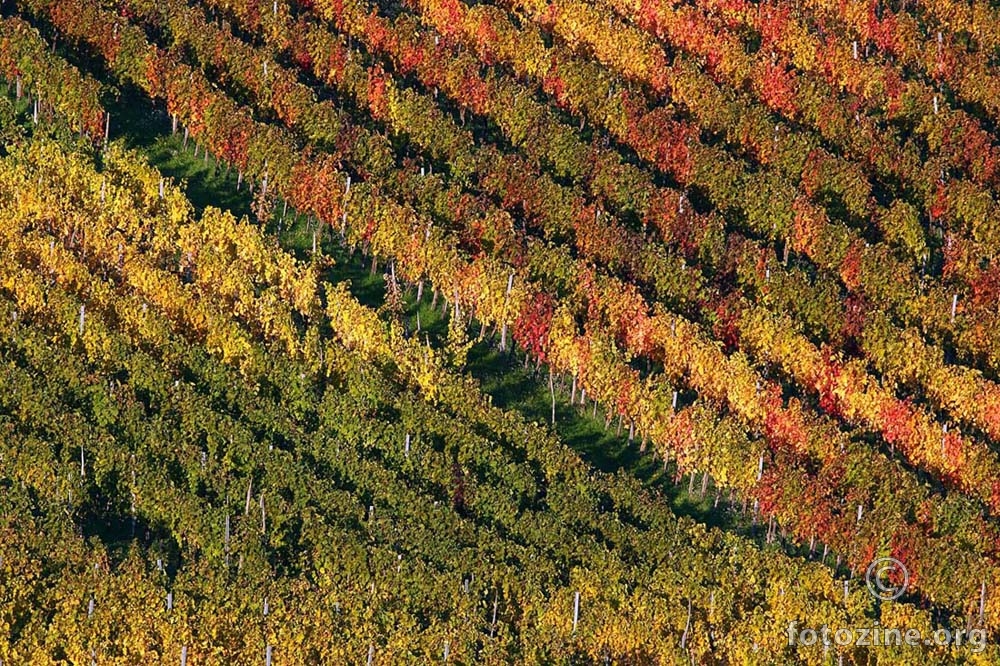 Jesen u vinogradu