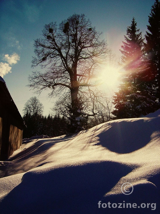 snijeg, sunce, drvo