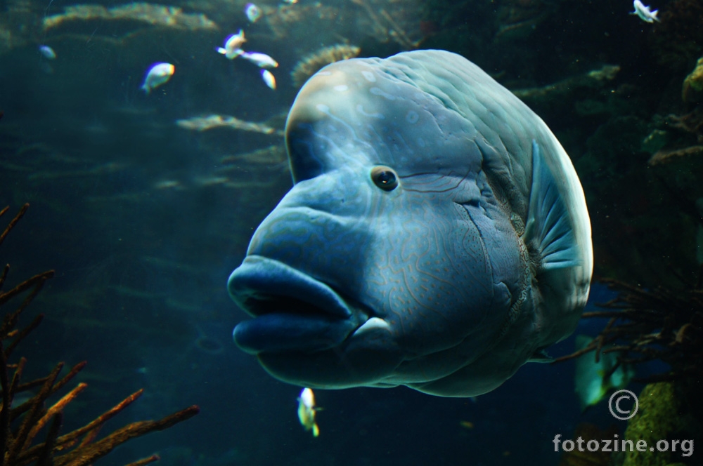 riba sa velikim ustima