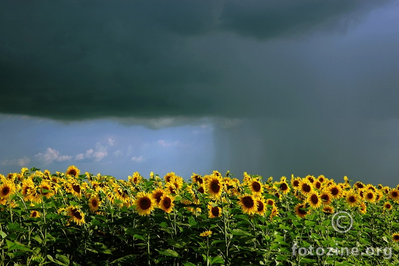 Sunflowers field and the storm