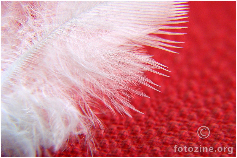 feather on red...