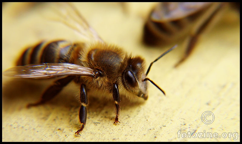 pčela i pol...