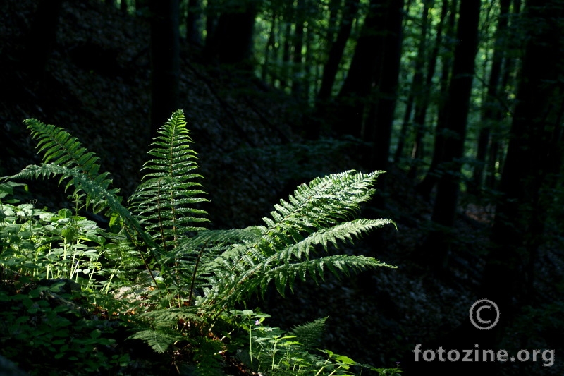 Šumske biljke