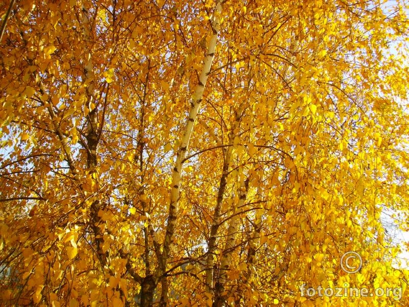 Zlatne boje jeseni 