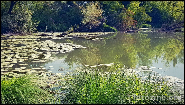 in the jungle, the sava jungle, the heron sleeps this morn