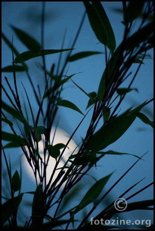 moonshadow