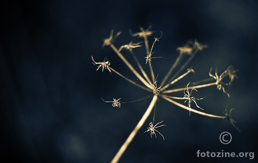 Spiders