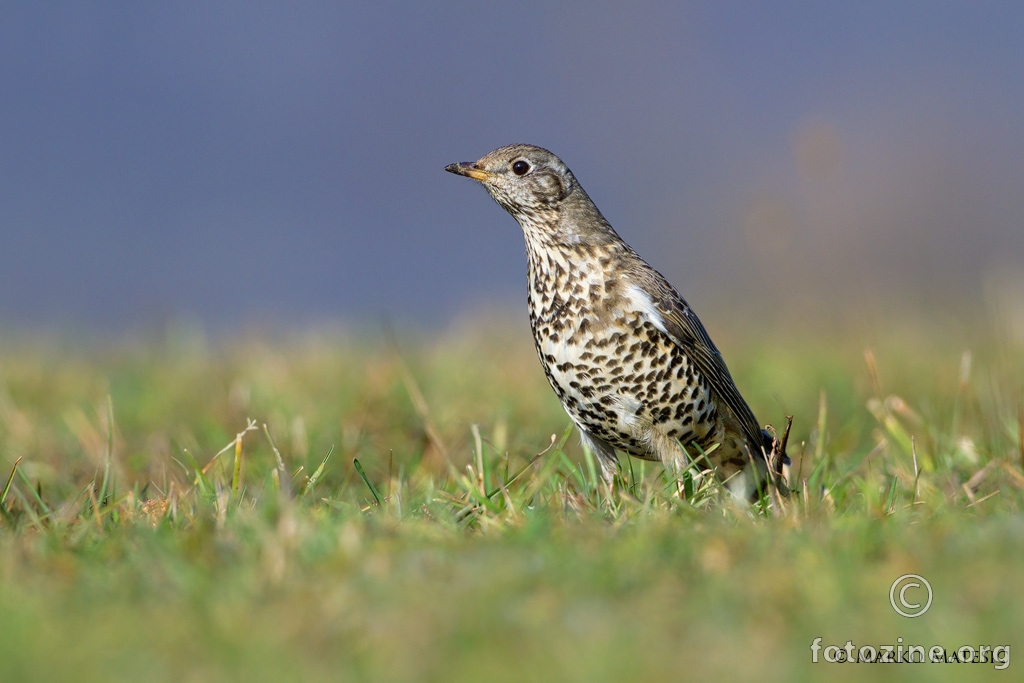 Drozd-imelaš-Turdus viscivorus