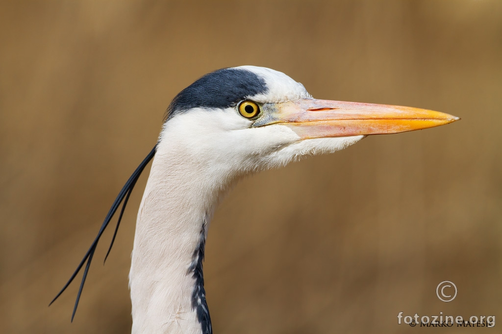 Sivacaplja-Ardea cinerea