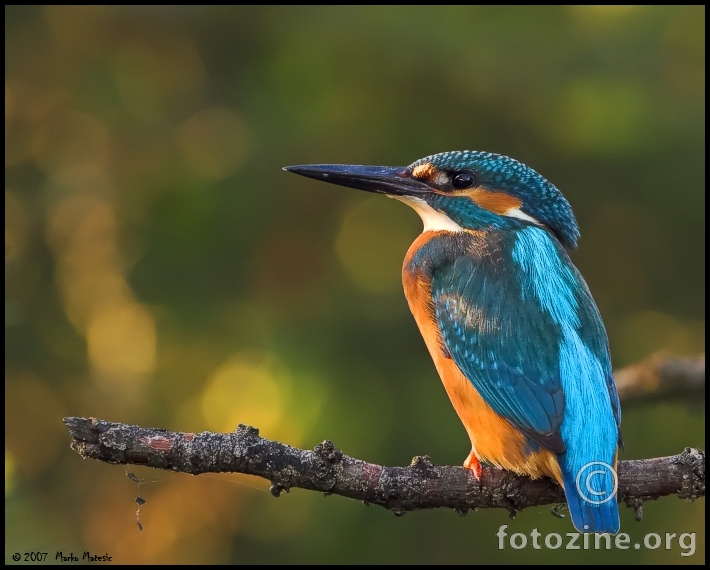 vodomar (alcedo atthis)