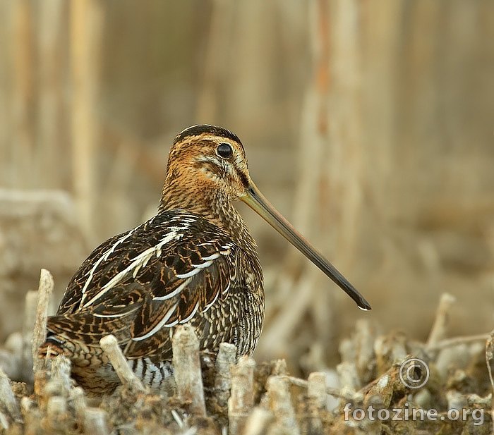 Šljuka kokošica ( Gallinago gallinago)