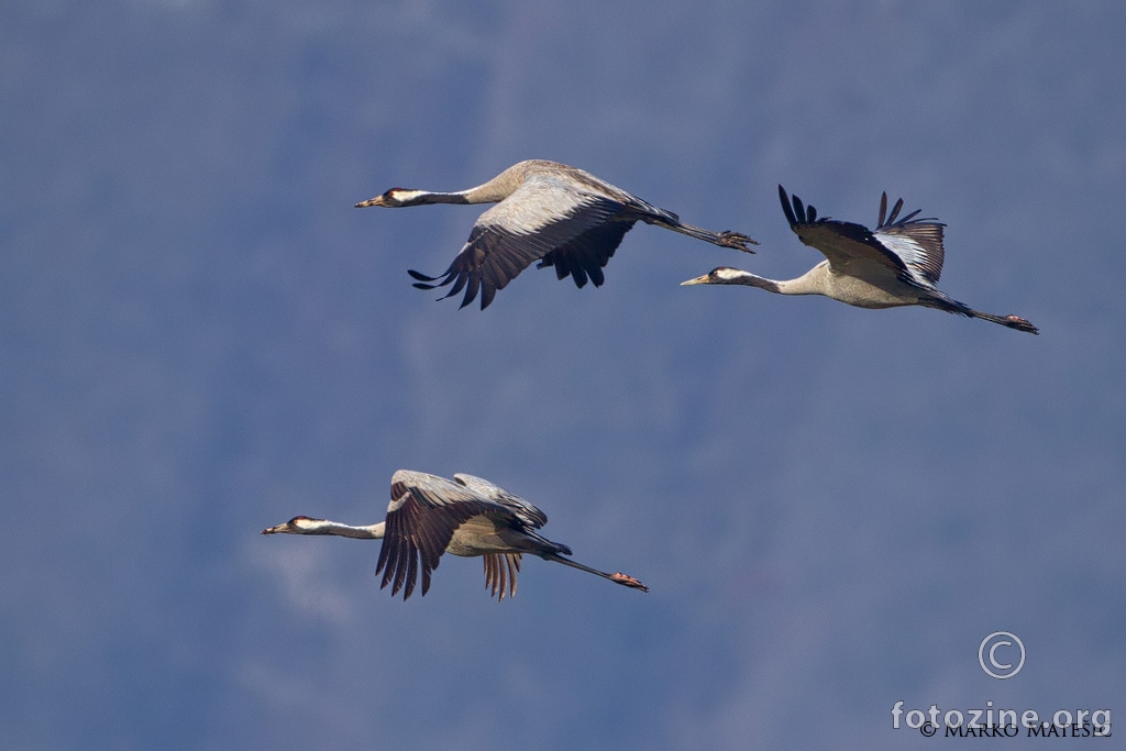 Ždral-Grus grus