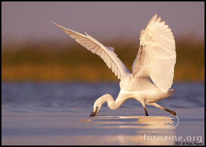 Preciznost i brzina!...(MBČ-Egretta garzetta)