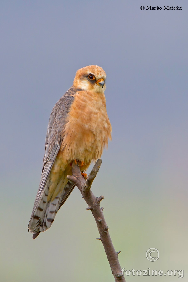 Crvenonoga-vjetruša-Falco-vespertinus