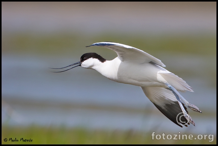 Modronoga sabljarka Recurvirostra avosetta
