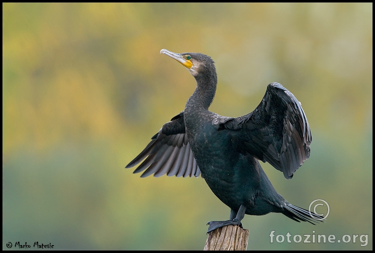 Veliki vranac-Phalacrocorax carbo