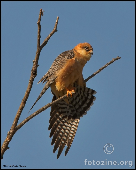 Crvenonoga vjetrusa (Falco vespertinus)