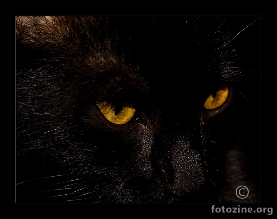 crni mačak