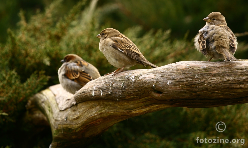 three little birds :)