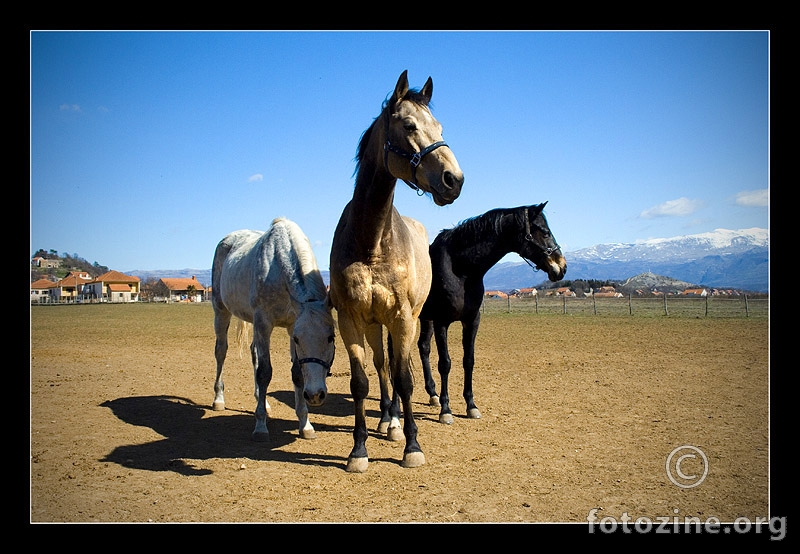 jedan, dva, tri konja