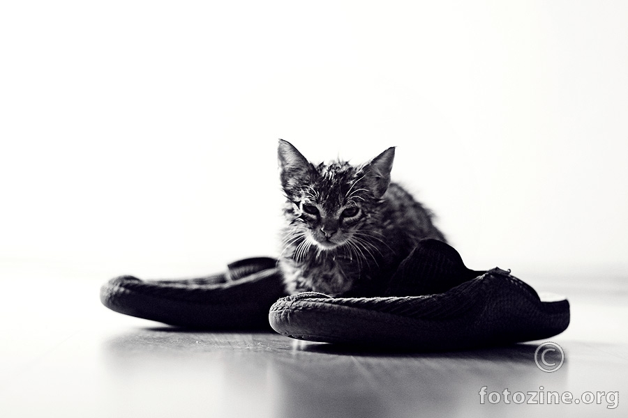 maca papučarica