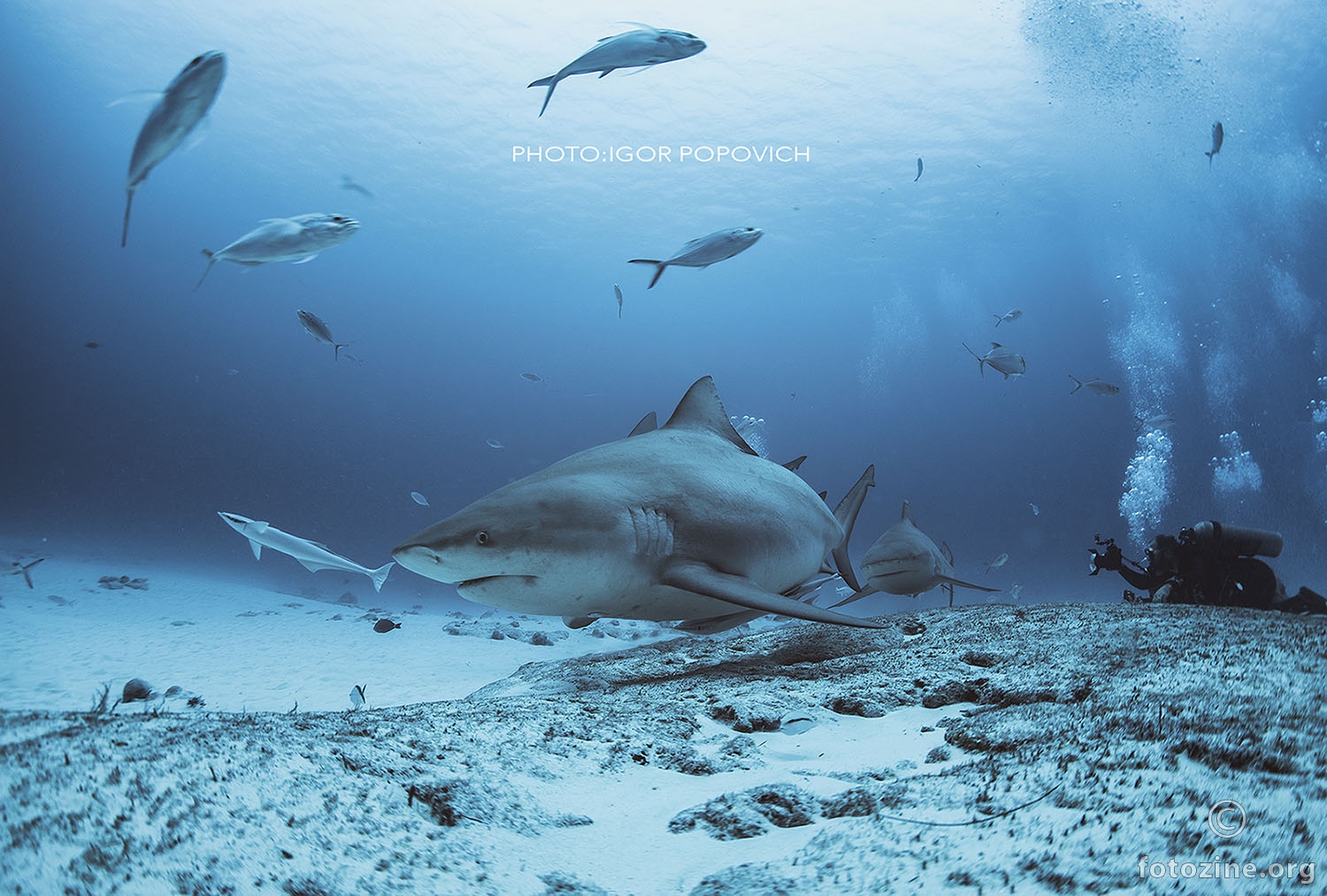 Bull shark