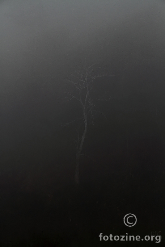 tree through the fog