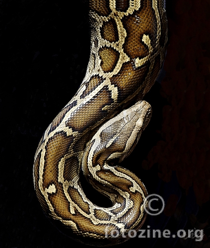 python realmonty