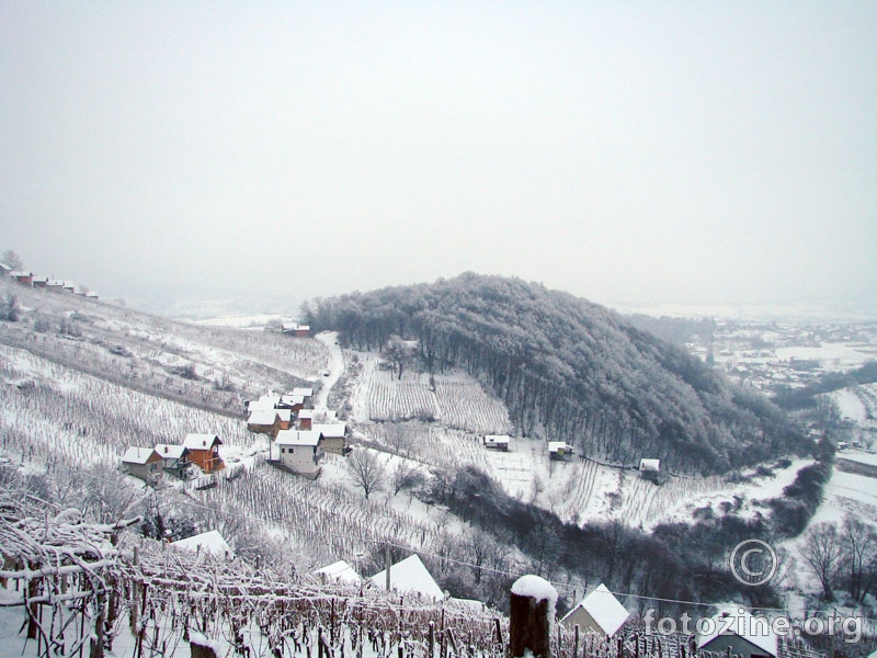 Zimski vinogradi