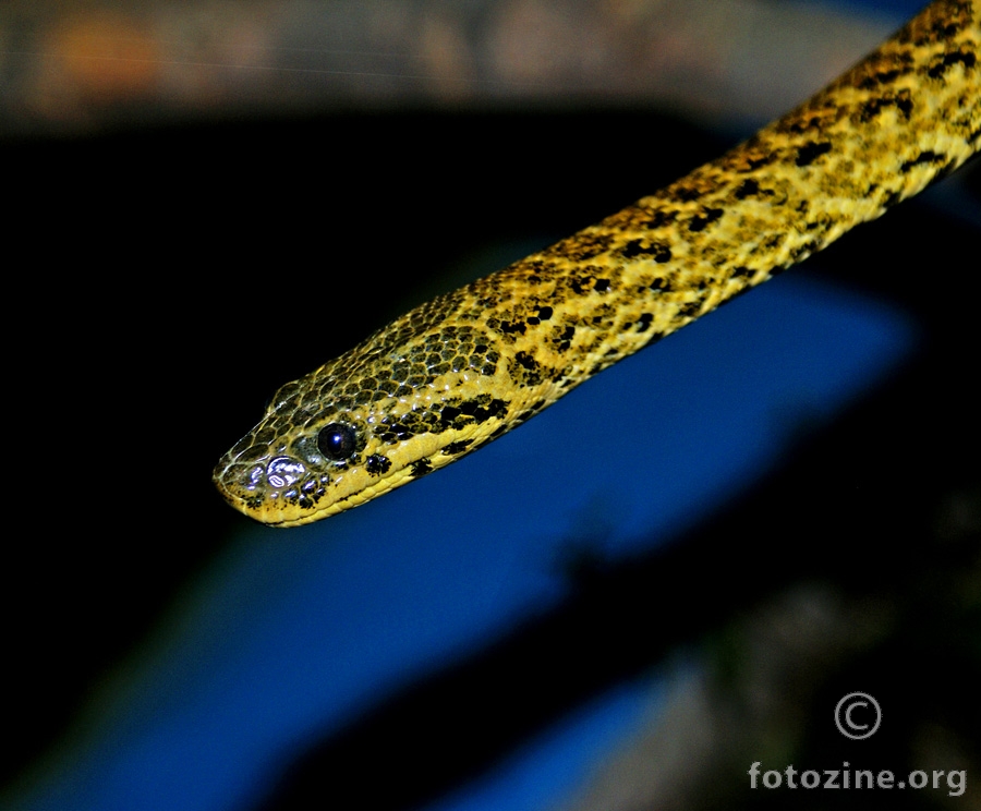 žuta anakonda