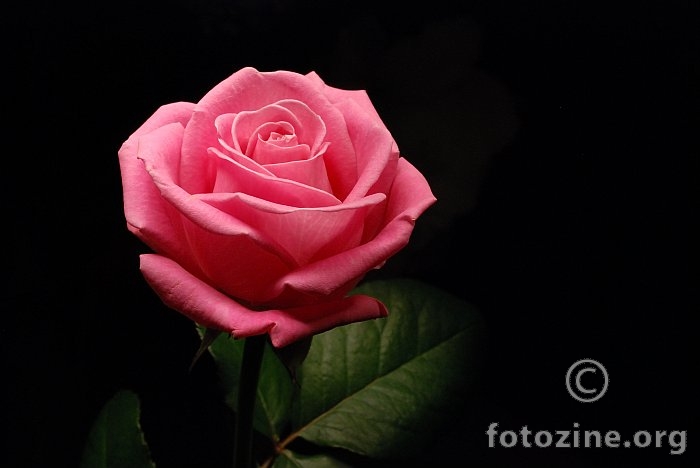 Ruža II