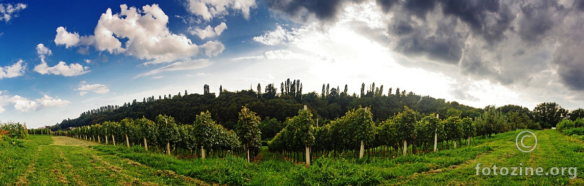 Vinogradska panorama