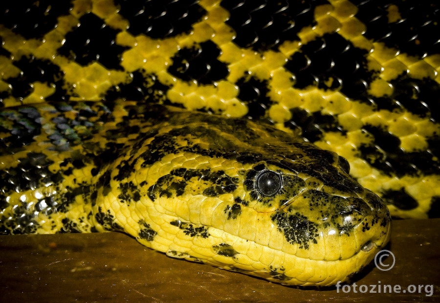 Paragvajska anakonda