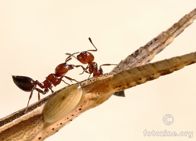 Mravlja spika