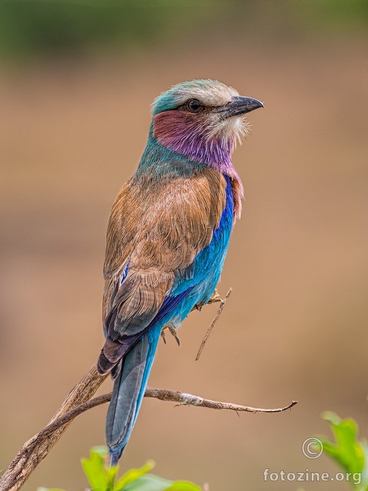 Lilac-Breasted African Roller