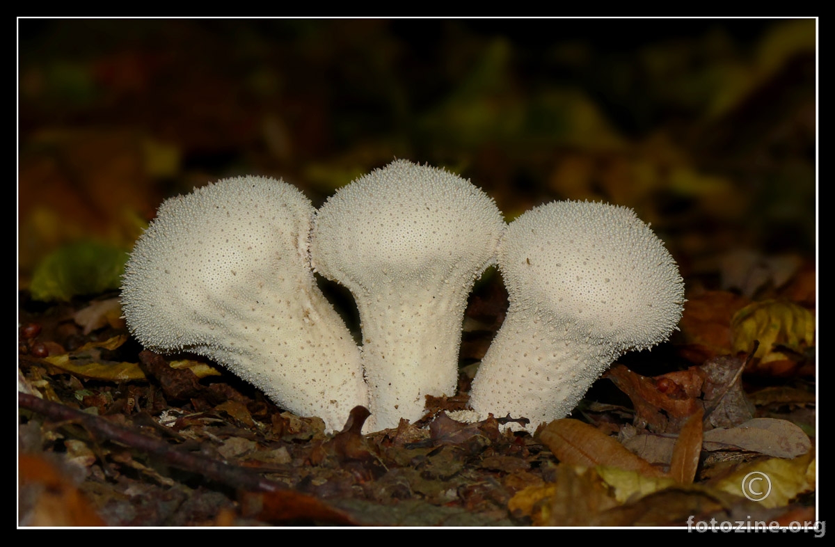 Tri male Gljivice