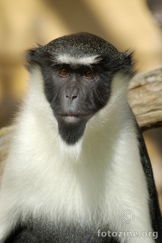 portret majmuna