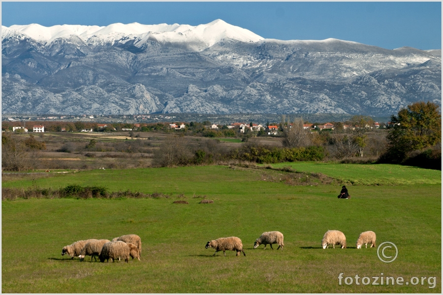 Velebit, ovce i baba koja sjedi