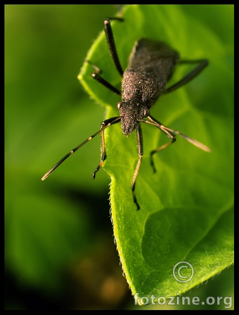 Mr.Bug
